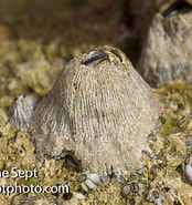 Afbeeldingsresultaten voor Tetraclita stalactifera Orde. Grootte: 174 x 185. Bron: www.flickr.com