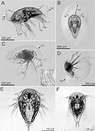 Image result for "peltogaster Paguri". Size: 134 x 185. Source: www.researchgate.net