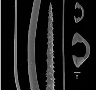Afbeeldingsresultaten voor "hymedesmia Pilata". Grootte: 196 x 185. Bron: www.researchgate.net