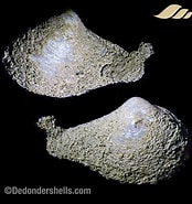 Image result for Cuspidaria obesa Superorder. Size: 174 x 185. Source: www.dedondershells.com