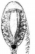 Image result for "lucicutia Gaussae". Size: 97 x 185. Source: copepodes.obs-banyuls.fr