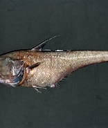 Image result for "coryphaenoides Zaniophorus". Size: 156 x 185. Source: fishesofaustralia.net.au