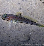 Image result for "lesueurigobius Heterofasciatus". Size: 176 x 185. Source: adriaticnature.com