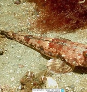 Image result for "callionymus Pusillus". Size: 175 x 185. Source: www.reeflex.net