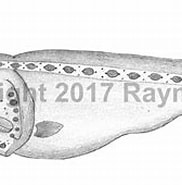 Afbeeldingsresultaten voor Gyrinomimus grahami. Grootte: 182 x 126. Bron: watlfish.com