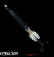 Image result for "eukrohnia Bathyantarctica". Size: 176 x 185. Source: www.arcodiv.org
