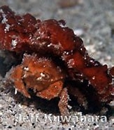 Image result for "cryptodromiopsis Bullifera". Size: 163 x 141. Source: www.marinelifephotography.com
