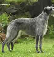 Billedresultat for World Dansk Fritid Husdyr hunde Racer Mynder Skotsk hjortehund. størrelse: 176 x 185. Kilde: hjortehund.no