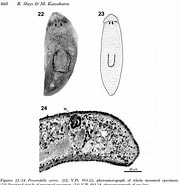 Image result for Procerodella asahinai Geslacht. Size: 179 x 185. Source: eol.org
