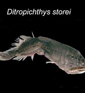 Afbeeldingsresultaten voor "ditropichthys Storeri". Grootte: 170 x 185. Bron: www.yumpu.com