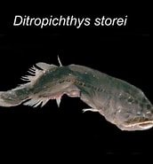 Afbeeldingsresultaten voor Ditropichthys storeri Klasse. Grootte: 172 x 185. Bron: www.yumpu.com