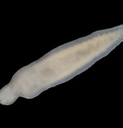 Image result for "amphiporus Bioculatus". Size: 177 x 185. Source: www.flickr.com