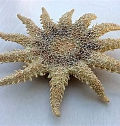 Image result for Solasteridae. Size: 176 x 185. Source: beach-detector.com