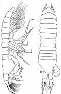 Image result for "typhlotanais Brevicornis". Size: 120 x 185. Source: www.researchgate.net