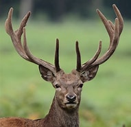 Image result for Red Deer Lower Classifications. Size: 191 x 185. Source: pulpbits.net