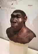 Billedresultat for Homo erectus Rige. størrelse: 131 x 185. Kilde: it.wikipedia.org