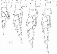 Image result for "labidocera Acutifrons". Size: 197 x 185. Source: www.researchgate.net