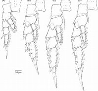 Afbeeldingsresultaten voor "labidocera Acutifrons". Grootte: 198 x 185. Bron: www.researchgate.net