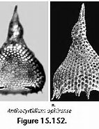 Image result for "anthocyrtidium Zanguebaricum". Size: 142 x 146. Source: www.uv.es