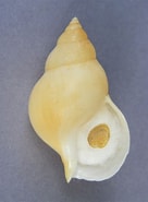 Afbeeldingsresultaten voor "buccinum Humphreysianum". Grootte: 136 x 185. Bron: www.litosphera.com