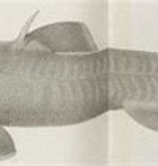 Image result for "centroscyllium Nigrum". Size: 176 x 77. Source: shark-references.com