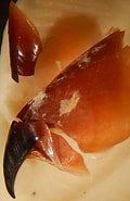What Does Mastigoteuthis Eat-साठीचा प्रतिमा निकाल. आकार: 120 x 185. स्रोत: www.ni.is