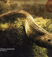 Image result for Panturichthys. Size: 170 x 185. Source: sutekhmessou.artstation.com