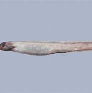 Image result for Simenchelys parasitica Instandhouding. Size: 183 x 185. Source: fishesofaustralia.net.au