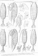 Image result for "pseudochirella Obtusa". Size: 125 x 185. Source: www.marinespecies.org