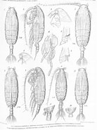 Image result for "pseudochirella Obtusa". Size: 138 x 185. Source: www.marinespecies.org