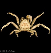 Image result for Dorippe tenuipes. Size: 177 x 185. Source: www.crustaceology.com