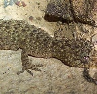 Image result for "phyllostaurus Quadrangulus". Size: 191 x 185. Source: alchetron.com