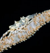 Image result for Xenocarcinus monoceros Familie. Size: 176 x 185. Source: www.chaloklum-diving.com