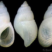 Image result for "alvania Lactea". Size: 183 x 185. Source: www.gastropods.com