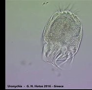 Afbeeldingsresultaten voor "uronychia Transfuga". Grootte: 188 x 185. Bron: www.youtube.com