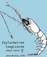 Image result for "Stylocheiron Longicorne". Size: 153 x 185. Source: sio-legacy.ucsd.edu