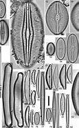 Afbeeldingsresultaten voor "pontoptilus Ovalis". Grootte: 115 x 185. Bron: www.researchgate.net
