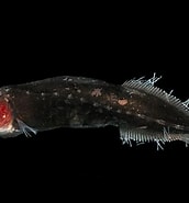 Afbeeldingsresultaten voor "cetostoma Regani". Grootte: 172 x 185. Bron: fishesofaustralia.net.au