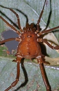 Image result for "circoporus Oxyacanthus". Size: 120 x 185. Source: opiliones.fandom.com