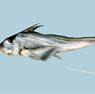 Image result for Chimaeridae Rijk. Size: 187 x 185. Source: fishesofaustralia.net.au