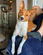 Image result for Basenji Faktaopplysninger. Size: 145 x 185. Source: thedogman.net