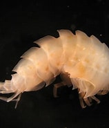Image result for Epimeria inermis. Size: 158 x 185. Source: www.pinterest.com