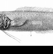 Image result for "monomitopus Metriostoma". Size: 182 x 159. Source: www.alamy.com