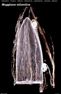 Afbeeldingsresultaten voor Muggiaea atlantica. Grootte: 120 x 185. Bron: www.st.nmfs.noaa.gov
