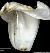 Afbeeldingsresultaten voor Teredora malleolus Stam. Grootte: 176 x 185. Bron: naturalhistory.museumwales.ac.uk