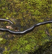 Image result for "bathybelos Typhlops". Size: 176 x 185. Source: ularindonesian.blogspot.com