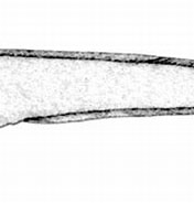 Afbeeldingsresultaten voor Pachycarabulbiceps. Grootte: 176 x 120. Bron: fishbiosystem.ru