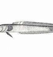 Afbeeldingsresultaten voor Caragobius urolepis. Grootte: 172 x 185. Bron: fishesofaustralia.net.au