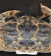 Afbeeldingsresultaten voor Macrophthalmus Mareotis japonicus. Grootte: 170 x 185. Bron: plankton.image.coocan.jp