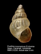 Afbeeldingsresultaten voor "pusillina Inconspicua". Grootte: 143 x 185. Bron: www.marinespecies.org